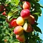 fruit cocktail tin